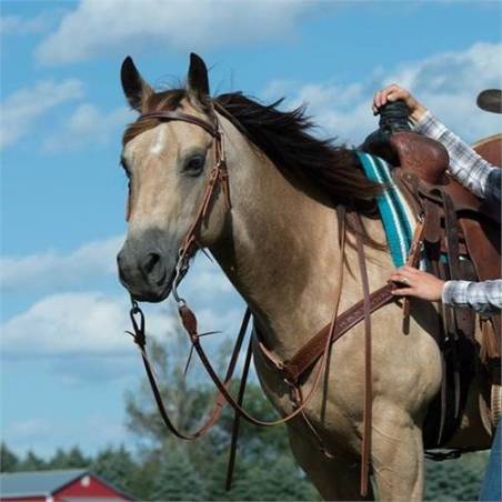 Bridon Barbed Wire Browband