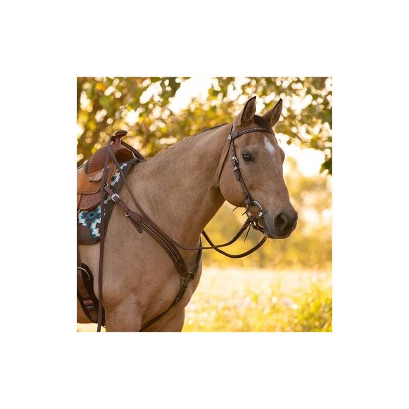 Collier de chasse Austin