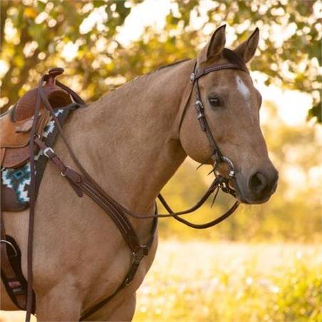Collier de chasse Austin
