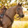 Collier de chasse Austin