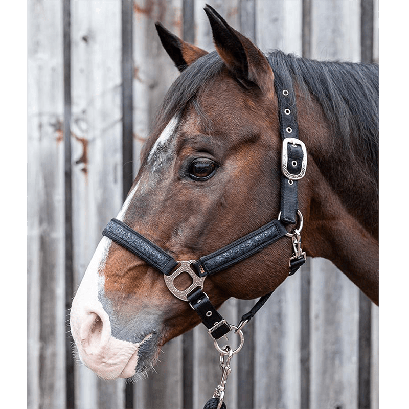 Licol et longe Montana