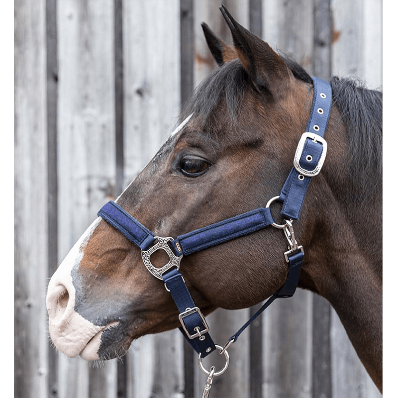 Licol et longe Montana