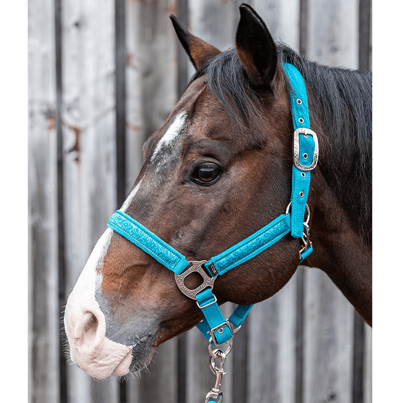 Licol et longe Montana