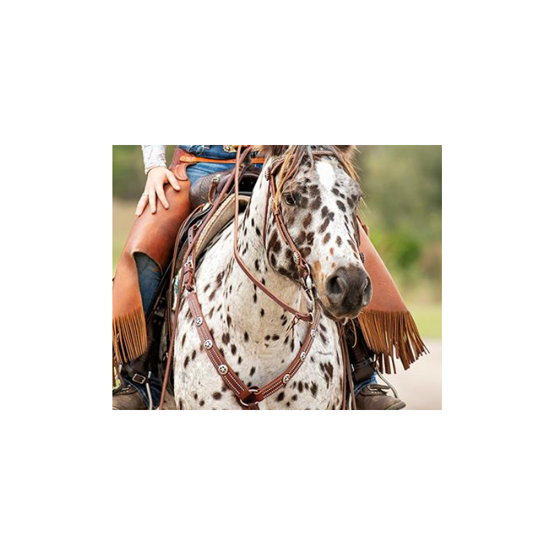 Bridon western cuir Texas Star