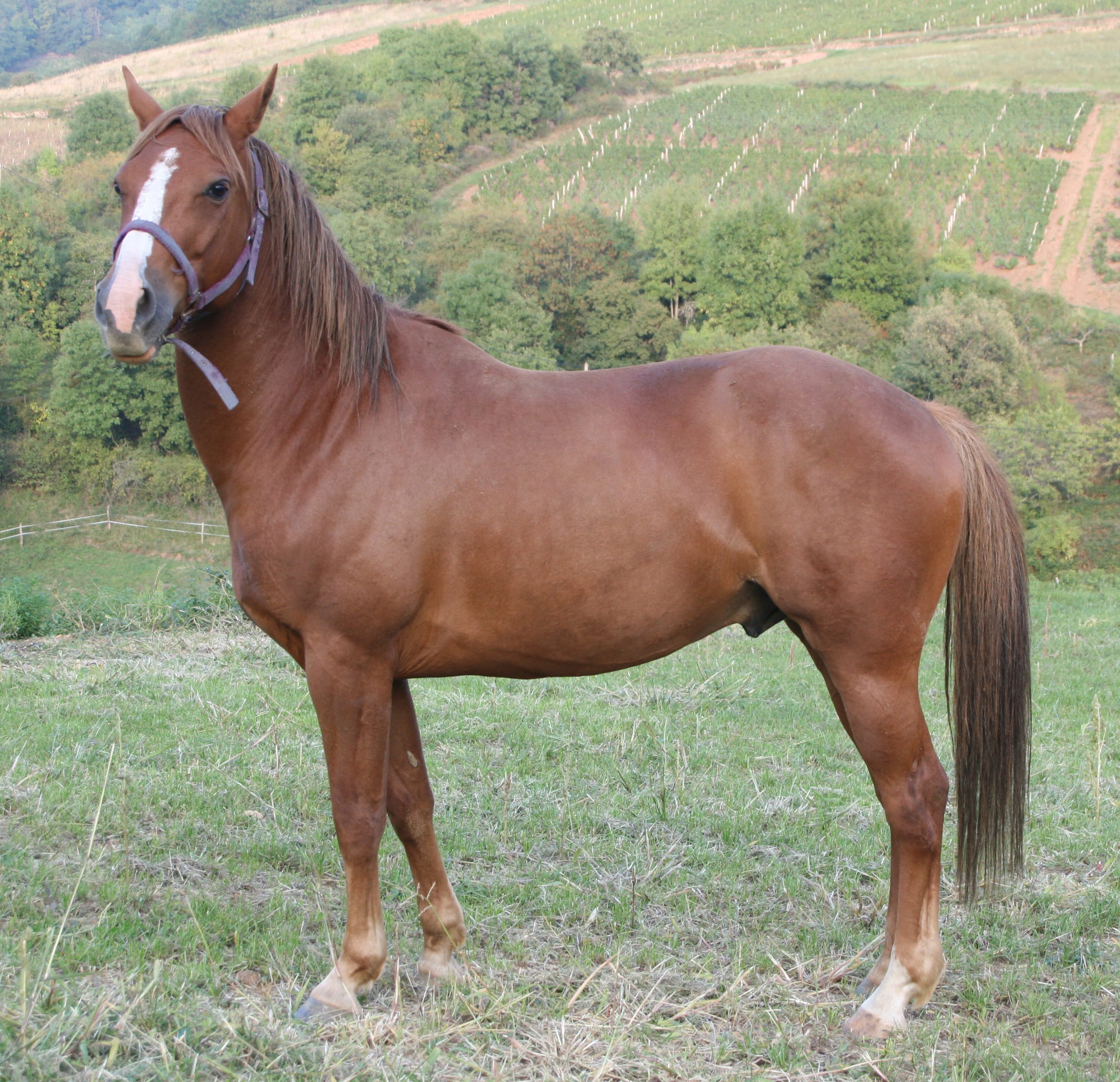 Ozalee Ranch Chevaux Américains