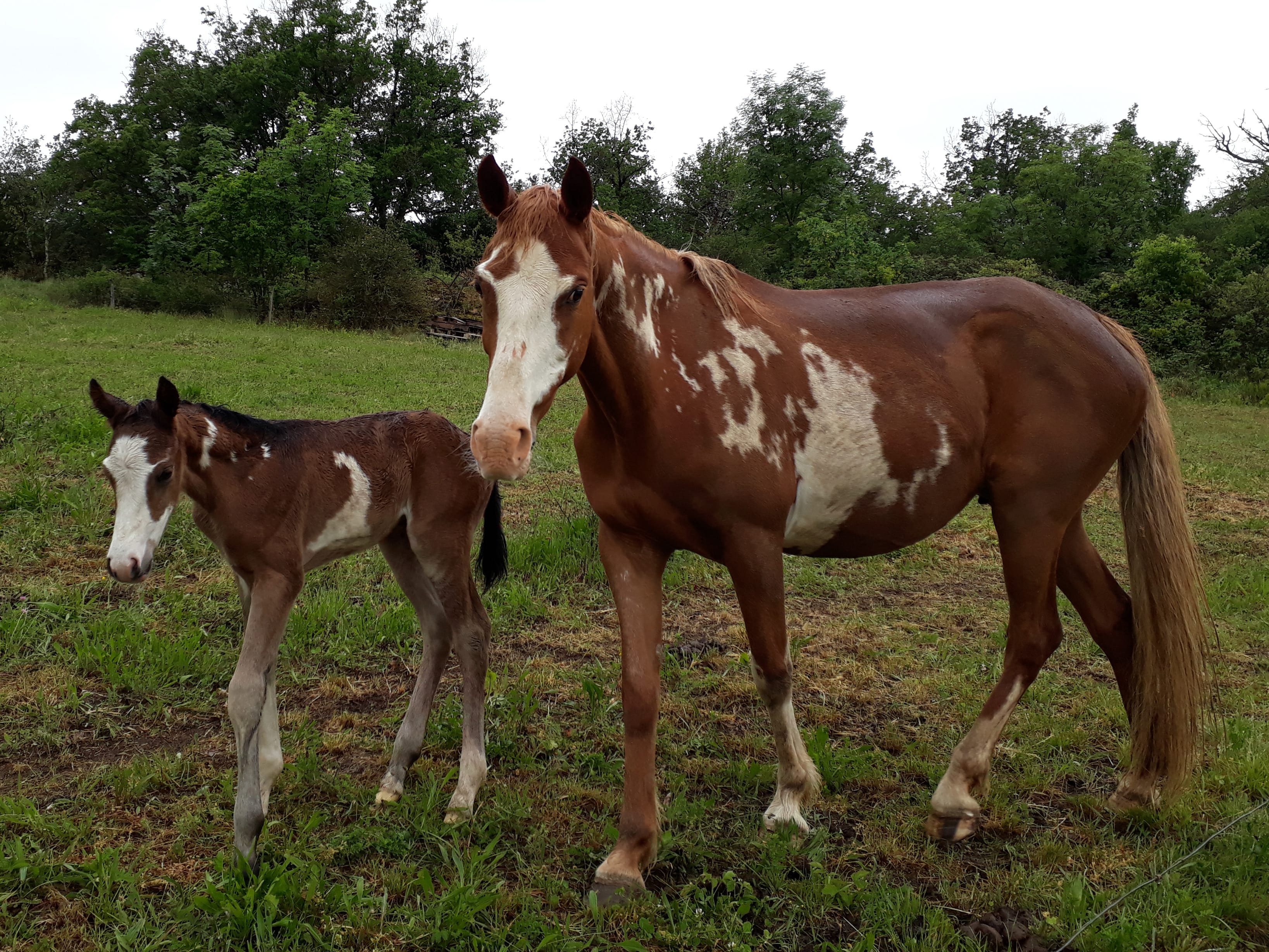 Ozalee Ranch Chevaux Américains