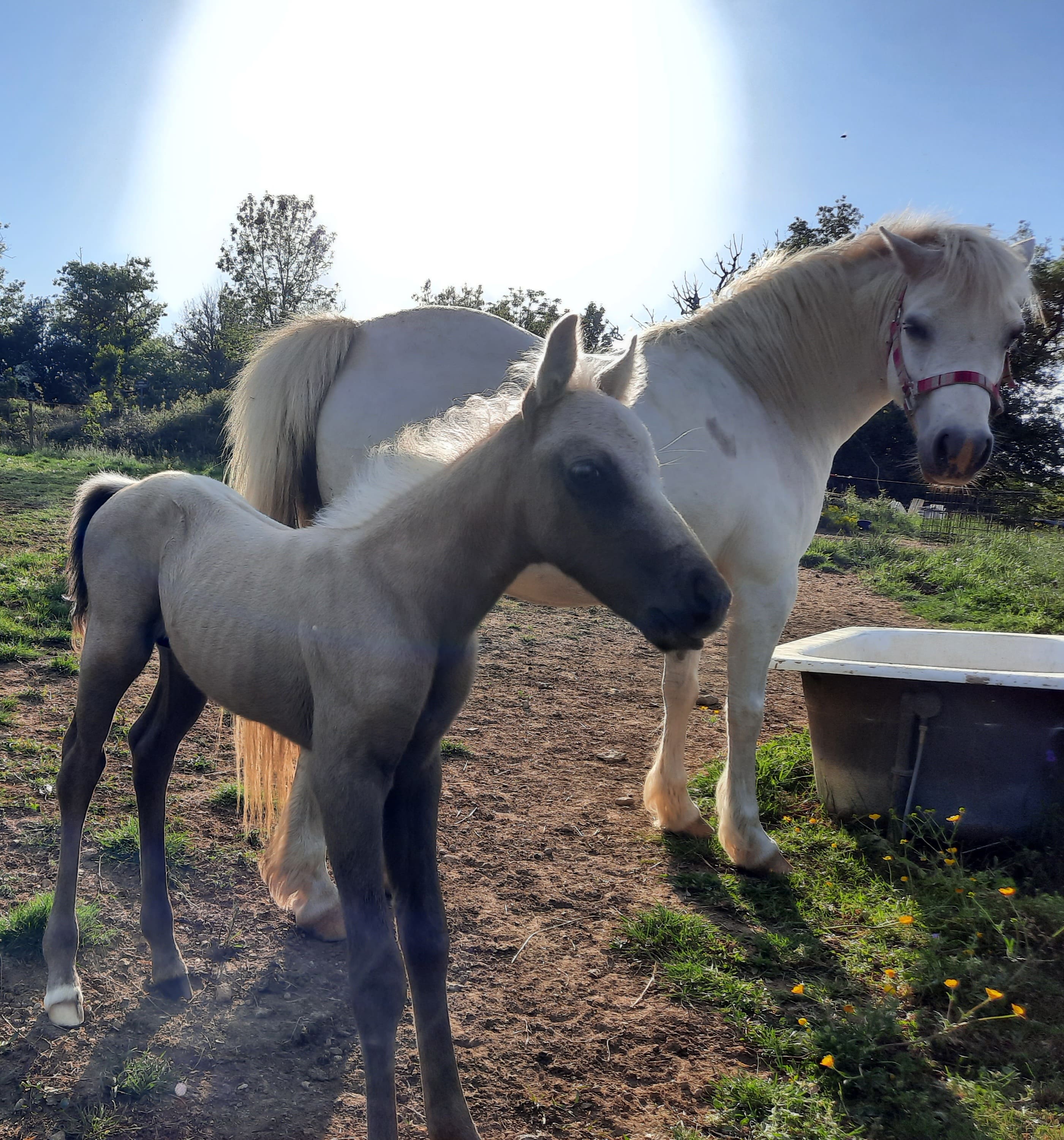 Ozalee Ranch Chevaux Américains