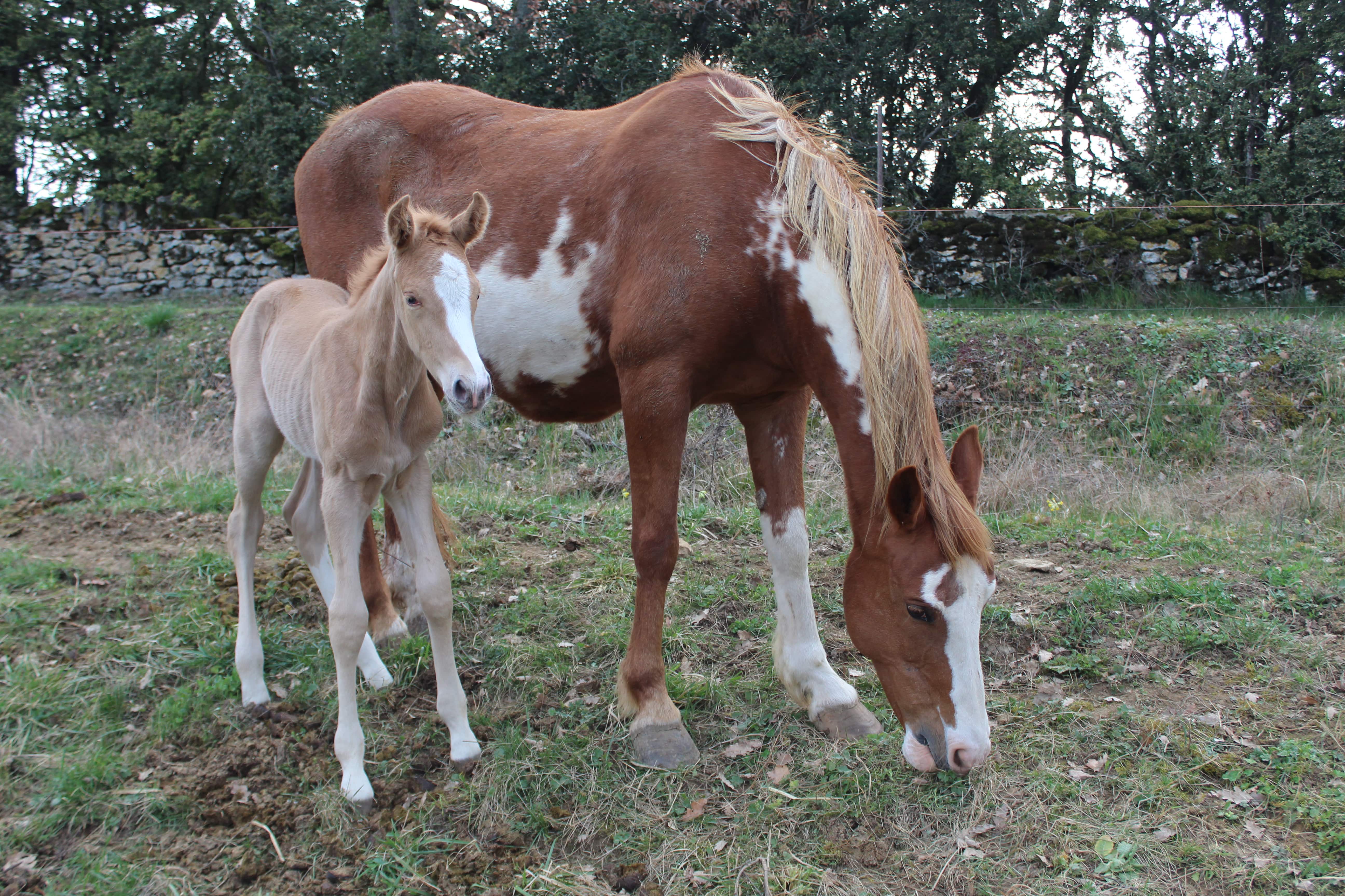 Ozalee Ranch Chevaux Américains